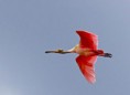 /album/fotos-do-pantanal/colhereiro-jpg/